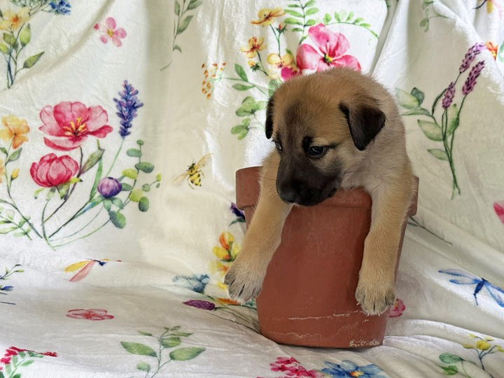 chinook puppy
